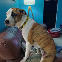 Photo of Suzie