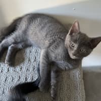 Photo of Odin