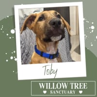 Photo of Toby