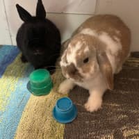 Photo of Lola & Mitsy