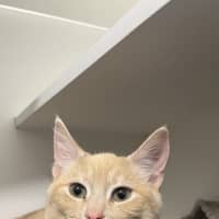 Photo of Cannoli