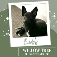 Photo of Buddy