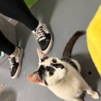 Photo of Minou (Was Little Girl)