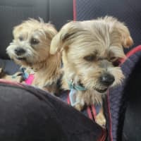 Photo of Motzy And Buddy.
