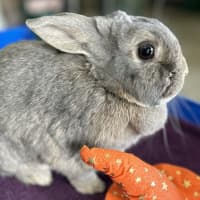 Photo of Casper (Bonded With Ghost)