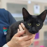 Photo of Phoebe (9996)