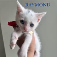 Photo of Raymond