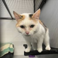 Photo of Marbles