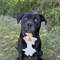 Photo of Archie