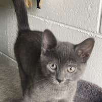 Photo of Odin