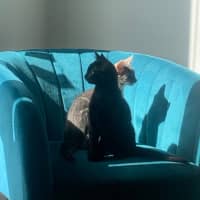 Photo of Jay 🐈‍⬛