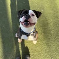 Photo of Buddy