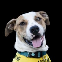 Photo of Bolt