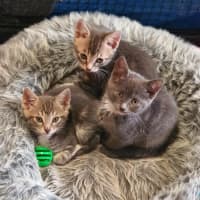 Photo of Primrose ** 2nd Chance Cát Rescue**