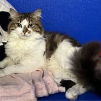 Photo of Flynn Rider