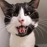 Photo of Krumm