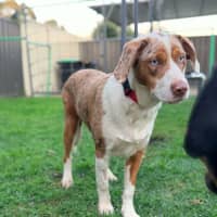 Photo of Nova