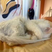 Photo of Huckleberry