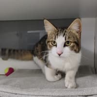 Photo of Biscuit