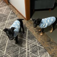 Photo of Oscar   4 Month Old Kelpie X Wolfhound