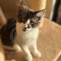 Photo of Sumi