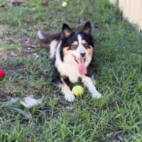 Photo of Toby