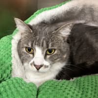 Photo of Paisley 