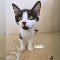 Photo of Sushi