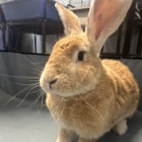 Photo of Caramel