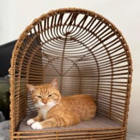 Photo of Purrcy