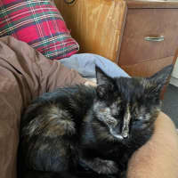 Photo of Sweet Pea   Located In Northcote