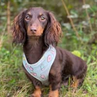 Photo of Fifi