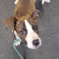 Photo of Lil Lasagna