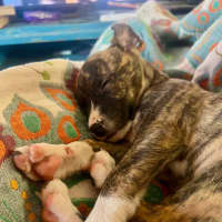 Photo of Jive