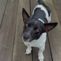Photo of Spot 