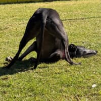 Photo of Judy The Greyhound