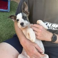 Photo of Rosie