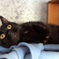 Photo of Miso