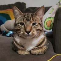 Photo of Pippin