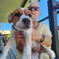 Photo of Kipper