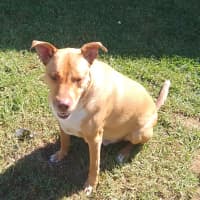 Photo of Redgie   3 Year Old Ridgeback X Kelpie