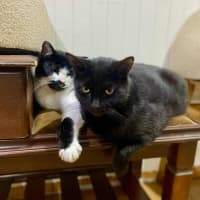 Photo of Douglas    In Foster Care In Thornbury