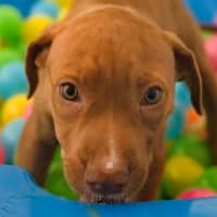 Photo of Cypress   10 Week Old Staffy X (On Trial)