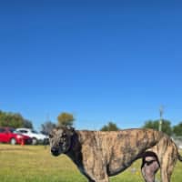 Photo of Tiges (67749)