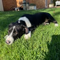Photo of Finn   4 Month Old Kelpie X Border Collie (Trial)