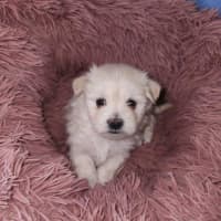 Photo of Millie's Pups   Shih Tzu X Maltese