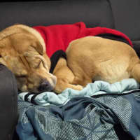 Photo of Molly & Sid