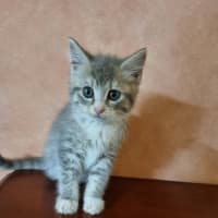 Photo of Tumble 
