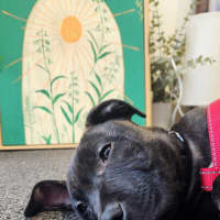 Photo of Binky