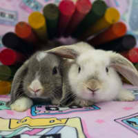 Photo of Lightning / Thunder